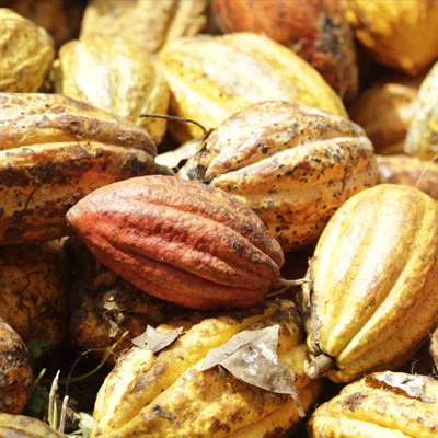 Cocoa (Theobroma cacao) — ingredient in Gluconara