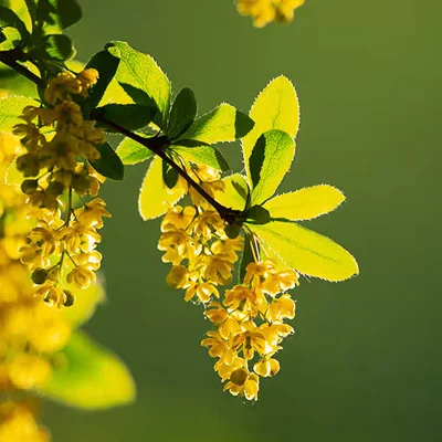 Berberine HCL — ingredient in Gluconara