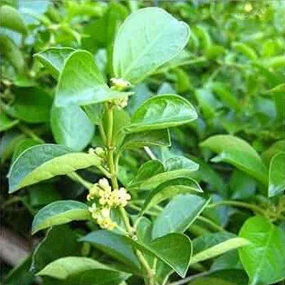 Gymnema Sylvestre — ingredient in Gluconara